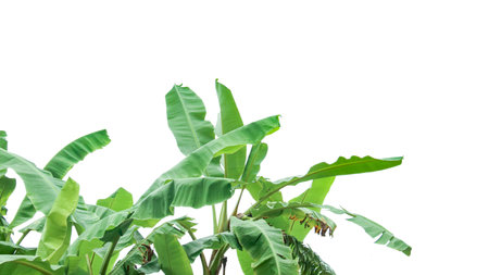 Cut out of banana tree and leaves with clipping path on white background. Detailed clipping paths for easy editing. Ideal for use in design projects presentations or educational materials.の写真素材