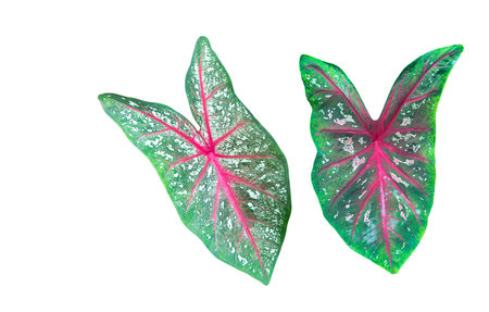 Cut-out image of a caladium leaves on a white background with clipping paths. Ideal for various design and educational purposes.の写真素材