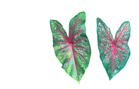 Cut-out image of a caladium leaves on a white background with clipping paths. Ideal for various design and educational purposes.の写真素材