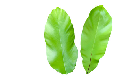 Cut-out image of a bird's nest fern on a white background with clipping paths. Perfect for design projects and educational materials.の写真素材