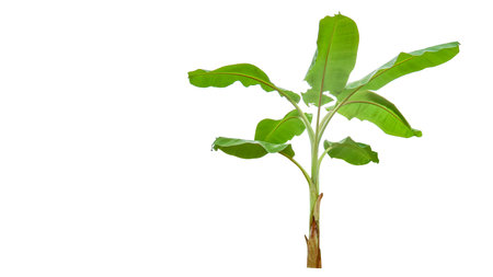 Cut out of banana tree and leaves with clipping path on white background. Detailed clipping paths for easy editing. Ideal for use in design projects presentations or educational materials.の写真素材