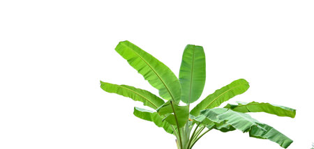 Cut out of banana tree and leaves with clipping path on white background. Detailed clipping paths for easy editing. Ideal for use in design projects presentations or educational materials.の写真素材