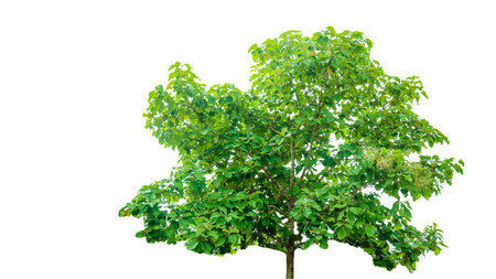 A cut-out of a teak tree on a white background with clipping paths. The detailed structure and lush foliage are highlighted, emphasizing the tree's natural beauty and form.の写真素材