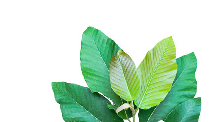 A cut-out of tree top leaves on a white background with clipping paths. The detailed structure and lush foliage are highlighted, emphasizing the tree's natural beauty and form.の写真素材