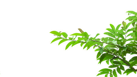 A cut-out of tree top leaves on a white background with clipping paths. The detailed structure and lush foliage are highlighted, emphasizing the tree's natural beauty and form.の写真素材