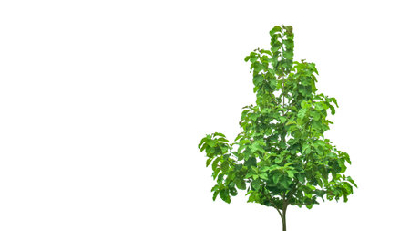 A cut-out of a teak tree on a white background with clipping paths. The detailed structure and lush foliage are highlighted, emphasizing the tree's natural beauty and form.の写真素材