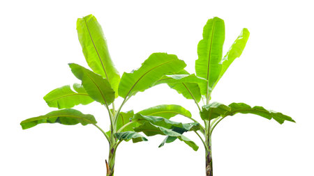 Cut out of banana tree and leaves with clipping path on white background. Detailed clipping paths for easy editing. Ideal for use in design projects presentations or educational materials.の写真素材