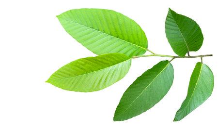 A cut-out of tree top leaves on a white background with clipping paths. The detailed structure and lush foliage are highlighted, emphasizing the tree's natural beauty and form.の写真素材