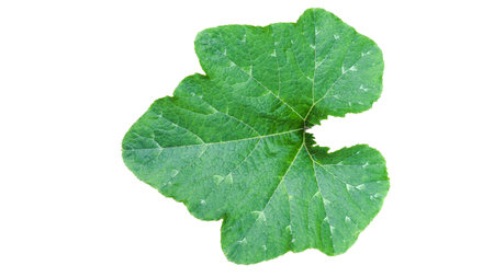 Cut-out image of pumpkin leaves with clipping paths on a white background. Ideal for design projects and educational materials.の写真素材