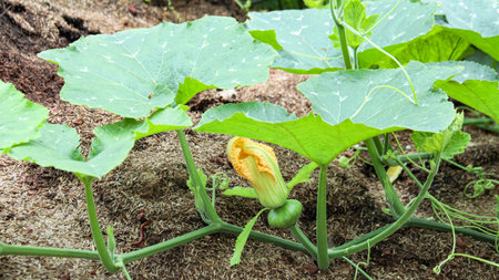 Image of a young pumpkin with green leaves, showcasing the fresh, vibrant nature of the plant. Perfect for use in agricultural or educational contexts.の写真素材
