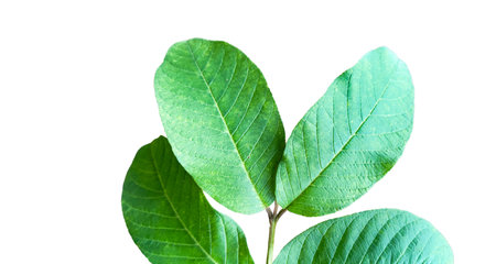 A cut-out of tree top leaves on a white background with clipping paths. The detailed structure and lush foliage are highlighted, emphasizing the tree's natural beauty and form.の写真素材