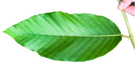 A cut-out of tree top leaves on a white background with clipping paths. The detailed structure and lush foliage are highlighted, emphasizing the tree's natural beauty and form.の写真素材
