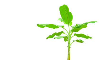 Cut out of banana tree and leaves with clipping path on white background. Detailed clipping paths for easy editing. Ideal for use in design projects presentations or educational materials.の写真素材