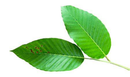 A cut-out of tree top leaves on a white background with clipping paths. The detailed structure and lush foliage are highlighted, emphasizing the tree's natural beauty and form.の写真素材