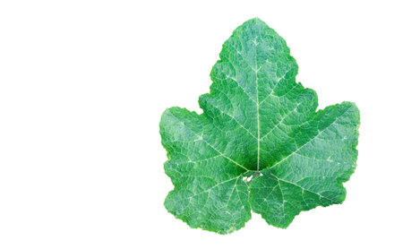 Cut-out image of pumpkin leaves with clipping paths on a white background. Ideal for design projects and educational materials.の写真素材