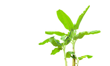 Cut out of banana tree and leaves with clipping path on white background. Detailed clipping paths for easy editing. Ideal for use in design projects presentations or educational materials.の写真素材