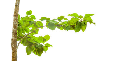 A cut-out of a teak tree on a white background with clipping paths. The detailed structure and lush foliage are highlighted, emphasizing the tree's natural beauty and form.の写真素材