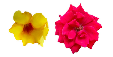 Cut-out image of yellow and red flowers on a white background with clipping paths. Great for use in design projects, presentations, and educational materials.の写真素材