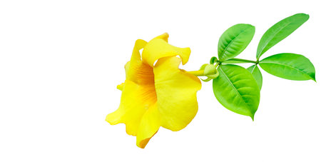 Cut-out image of a yellow flower on a white background with clipping paths. Perfect for design and...