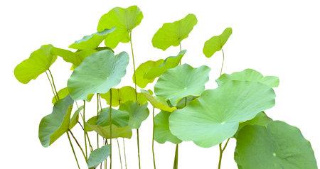 Cut-out image of a lotus plant on a white background with clipping paths. Ideal for various design projects and educational purposes.の写真素材