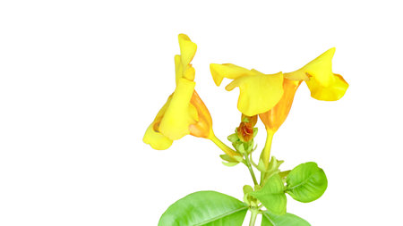Cut-out image of a yellow flower on a white background with clipping paths. Perfect for design and educational materials.の写真素材