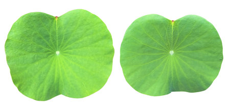Cut-out image of a lotus plant on a white background with clipping paths. Ideal for various design projects and educational purposes.の写真素材