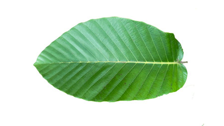 A cut-out of tree top leaves on a white background with clipping paths. The detailed structure and lush foliage are highlighted, emphasizing the tree's natural beauty and form.の写真素材
