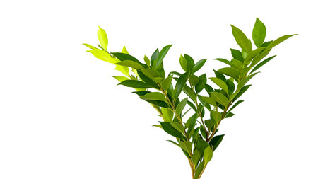 A cut-out of tree top leaves on a white background with clipping paths. The detailed structure and lush foliage are highlighted, emphasizing the tree's natural beauty and form.の写真素材