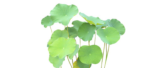 Cut-out image of a lotus plant on a white background with clipping paths. Ideal for various design projects and educational purposes.の写真素材