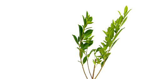 A cut-out of tree top leaves on a white background with clipping paths. The detailed structure and lush foliage are highlighted, emphasizing the tree's natural beauty and form.の写真素材