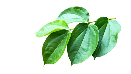 A cut-out of tree top leaves on a white background with clipping paths. The detailed structure and lush foliage are highlighted, emphasizing the tree's natural beauty and form.の写真素材