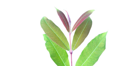 A cut-out of tree top leaves on a white background with clipping paths. The detailed structure and lush foliage are highlighted, emphasizing the tree's natural beauty and form.の写真素材