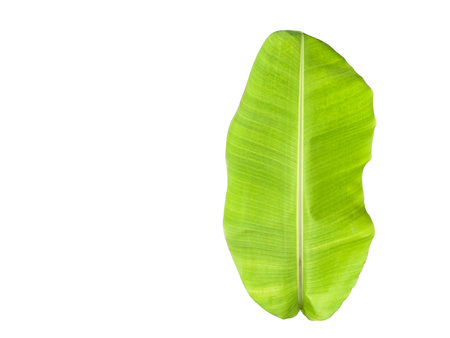 Cut out of banana leaf with clipping path on white background. Detailed clipping paths for easy editing. Ideal for use in design projects presentations or educational materials.の写真素材