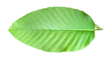 A cut-out of tree top leaves on a white background with clipping paths. The detailed structure and lush foliage are highlighted, emphasizing the tree's natural beauty and form.の写真素材