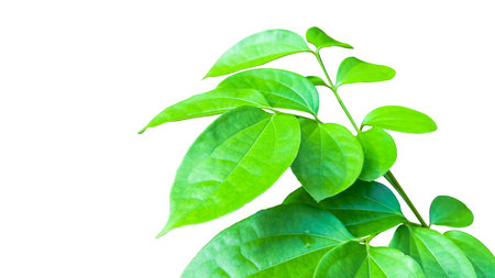 A cut-out of tree top leaves on a white background with clipping paths. The detailed structure and lush foliage are highlighted, emphasizing the tree's natural beauty and form.の写真素材