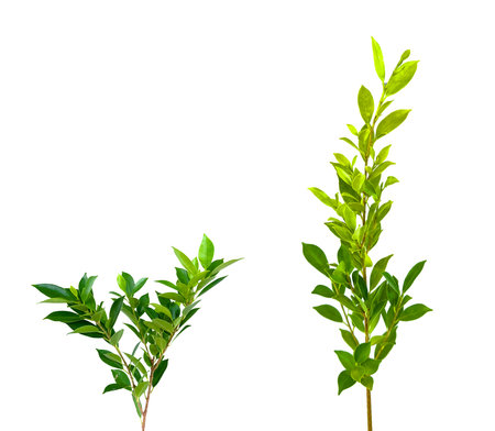 A cut-out of tree top leaves on a white background with clipping paths. The detailed structure and lush foliage are highlighted, emphasizing the tree's natural beauty and form.の写真素材