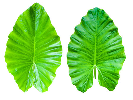 Huge Elephant Ear Leaf cut out on white background with clipping paths. Gigantic tall plant also called Taro for education material and other designs.の写真素材