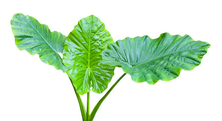 Huge Elephant Ear Leaf cut out on white background with clipping paths. Gigantic tall plant also called Taro for education material and other designs.の写真素材