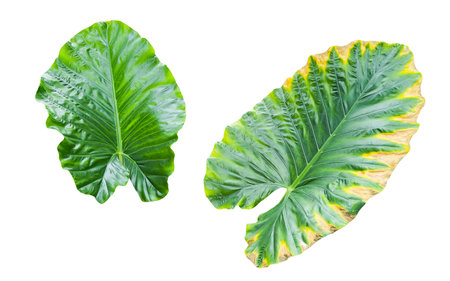 Huge Elephant Ear Leaf cut out on white background with clipping paths. Gigantic tall plant also called Taro for education material and other designs.の写真素材