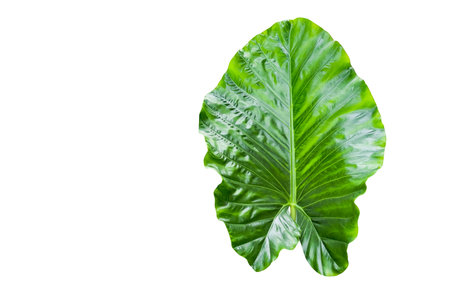 Huge Elephant Ear Leaf cut out on white background with clipping paths. Gigantic tall plant also called Taro for education material and other designs.の写真素材