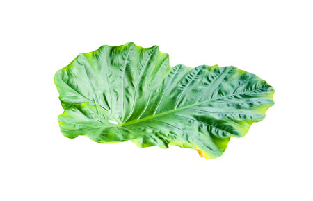 Huge Elephant Ear Leaf cut out on white background with clipping paths. Gigantic tall plant also called Taro for education material and other designs.の写真素材