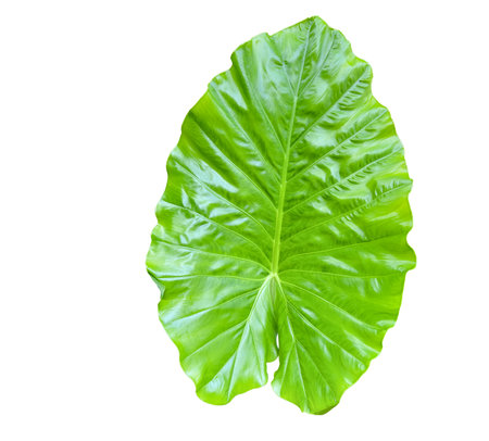 Huge Elephant Ear Leaf cut out on white background with clipping paths. Gigantic tall plant also called Taro for education material and other designs.の写真素材