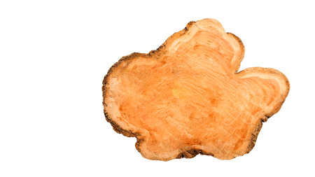 Cut-out image of a cross-section of a log on a white background with clipping paths. Ideal for design projects and educational materials.の写真素材