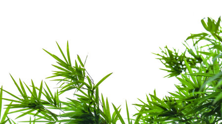 A cut-out of bamboo top leaves on a white background with clipping paths. The detailed structure and lush foliage are highlighted, emphasizing the tree's natural beauty and form.の写真素材