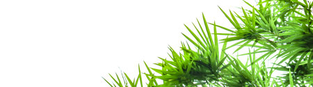 A cut-out of bamboo top leaves on a white background with clipping paths. The detailed structure and lush foliage are highlighted, emphasizing the tree's natural beauty and form.の写真素材