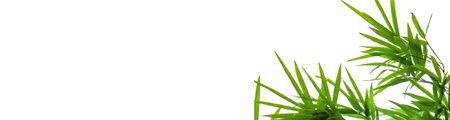 A cut-out of bamboo top leaves on a white background with clipping paths. The detailed structure and lush foliage are highlighted, emphasizing the tree's natural beauty and form.の写真素材