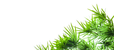 A cut-out of bamboo top leaves on a white background with clipping paths. The detailed structure and lush foliage are highlighted, emphasizing the tree's natural beauty and form.の写真素材