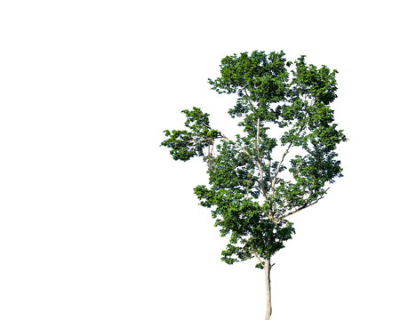 A cut-out of tree top leaves on a white background with clipping paths. The detailed structure and lush foliage are highlighted, emphasizing the tree's natural beauty and form.の写真素材