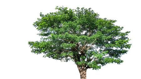A cut-out of tree top leaves on a white background with clipping paths. The detailed structure and lush foliage are highlighted, emphasizing the tree's natural beauty and form.の写真素材