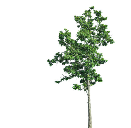 A cut-out of tree top leaves on a white background with clipping paths. The detailed structure and lush foliage are highlighted, emphasizing the tree's natural beauty and form.の写真素材